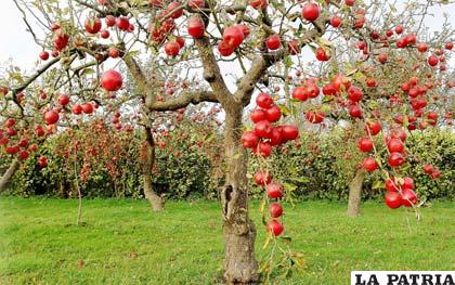 Los cultivos de manzana “Eva” y “Princesa” superan las 6 mil plantas en más de siete hectáreas y media del valle alto