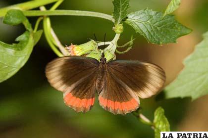 Caprichos de la naturaleza en la combinación de las alas de la mariposa negra