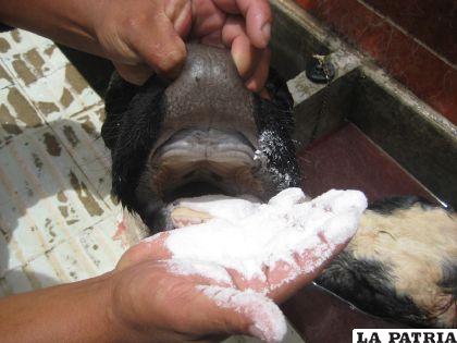 PASO 6
Después de sacar del agua de salmuera, enjuagar y dejar que escurra el agua, para luego poner mucha sal y colocar condimentos.