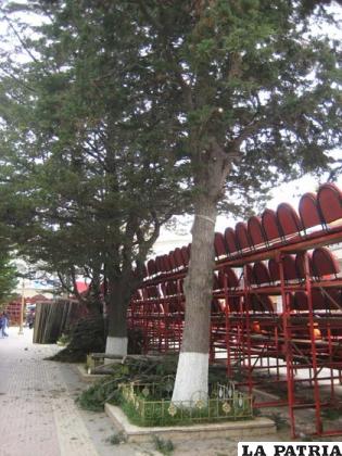 Árboles fueron podados para el armado de graderías