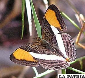 La Adelpha, una mariposa exótica
