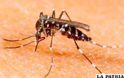 El mosquito Aedes aegypti, transmisor del dengue