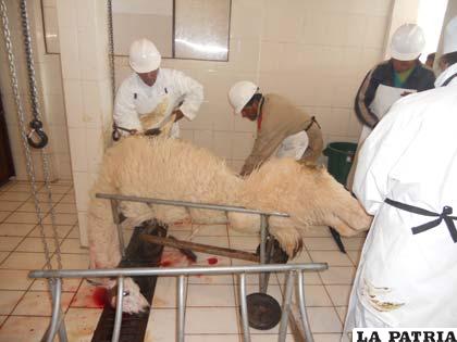 El proceso de faeneo de camélidos en el nuevo matadero