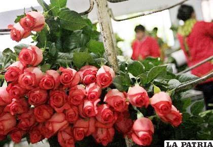 Los colombianos son los segundos en el mundo en exportar flores
