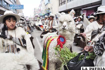 Llama, animal altiplánico que es usado en la Wilancha (sacrificio)