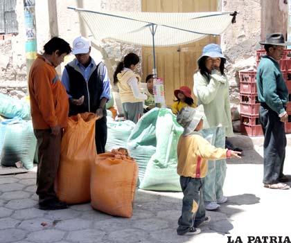 En Oruro se origina el 41.54% de la producción nacional de quinua
