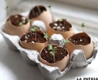 Innovadoras macetitas, hechas de cáscaras de huevo