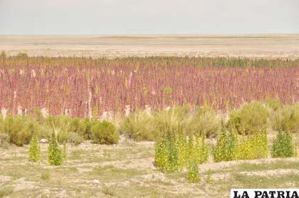 La siembra de quinua en Salinas de Garci Mendoza es una ocupación de varias familias