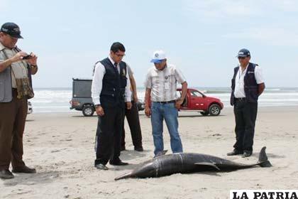 Encuentran delfines muertos en Perú
