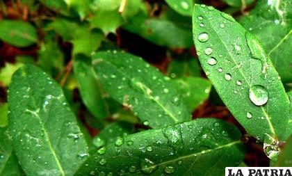 La época de lluvias también conlleva riesgos para las plantas