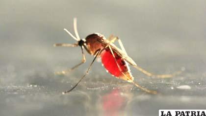 El esperma de los mosquitos tiene sensores químicos