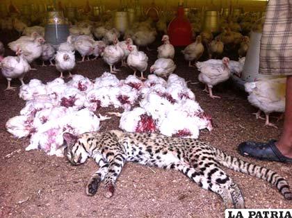 Gato montés mata varios animales en Cochabamba