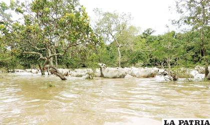 En el Beni los animales también están sufriendo por las inundaciones