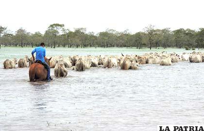 Tratan de sacar a su ganado fuera de las inundaciones