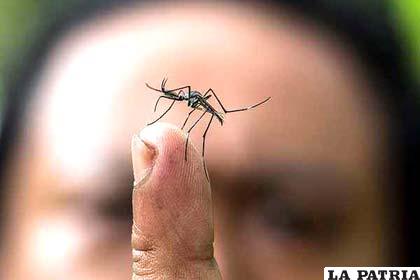 Previenen el dengue con mosquito transgénico
