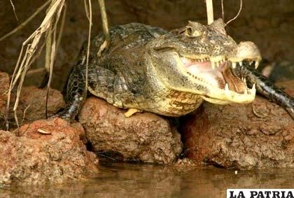 Reptiles afectados por la contaminación