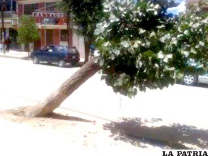 El árbol afectado por un conductor en estado de ebriedad, con el paso de los días murió