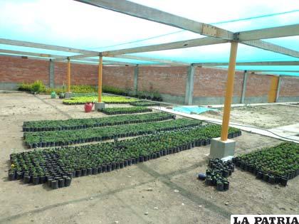 Se producirá mayor cantidad de plantines para atender demanda