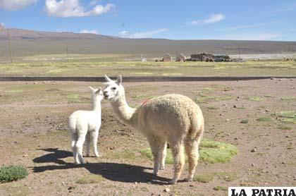 Las crías de llamas son las más vulnerables a los efectos de la sequía