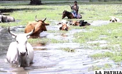 Ganado amenazado por las inundaciones en el Beni