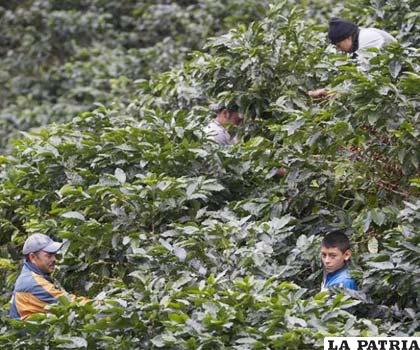 La enfermedad causada por el hongo 