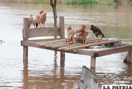 Los animales permanecen indefensos en medio de la inundación
