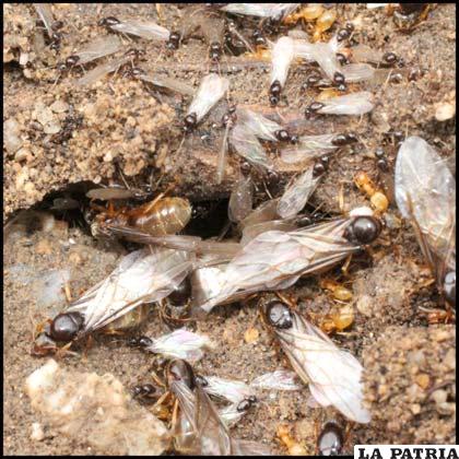 Las hormigas reaccionan de manera colectiva y organizada