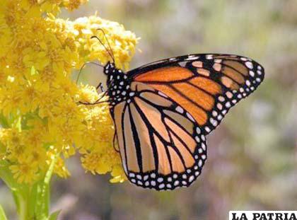 Una mariposa Monarca