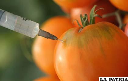 El uso de transgénicos en los alimentos es motivo de debate