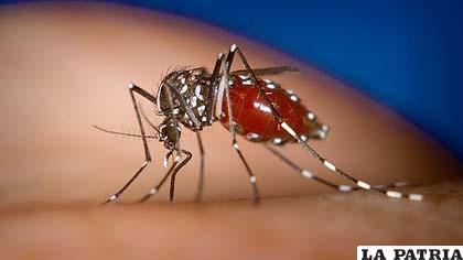 Mosquito que provoca el chikunguña