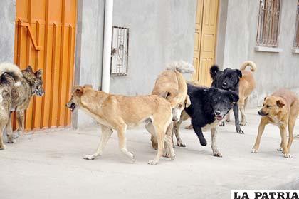 Pese a las recomendaciones cientos de perros continúan en las calles