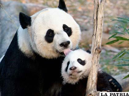 El principal alimento del panda es el bambú