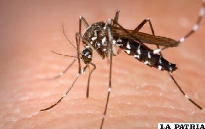 Mosquito Aedes Aegypti portador del chikunguña