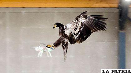 Un águila atrapa un dron en pleno vuelo