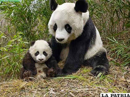 Una madre panda y su bebé, forman parte de la rica fauna china
