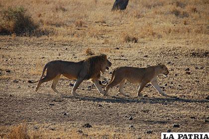 Una pareja de leones en busca de alimento