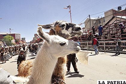 El símbolo de Turco presente en dos hermosos especímenes de llama