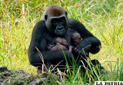 Los bebés gorilas aferrados al pecho de su madre, Malui