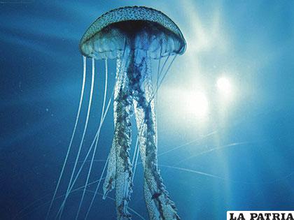 Las medusas habitan la Tierra desde hace 505 millones de años