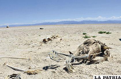 Animales muertos por la sequía en el lago