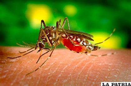 El mismo mosquito es responsable del zika, dengue y chikungunya