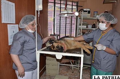 Este sábado se inauguró la campaña de esterilización de mascotas