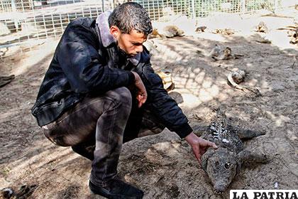 La situación de los animales en Gaza es lacerante