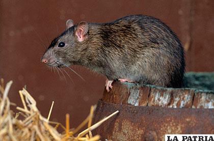 La rata es capaz de sobrevivir a una caída de 50 metros