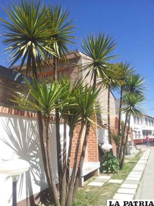 Especies tropicales como las palmeras se adaptan al suelo orureño