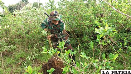Las fuerzas antidroga del país destruyeron 11.025 hectáreas de cultivos ilegales de coca en 2015 /ABI