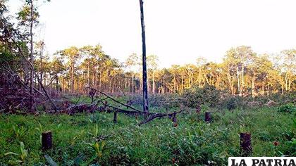El creciente contrabando de madera y la tala ilegal, son factores para la deforestación en Camboya /holaciudad.com