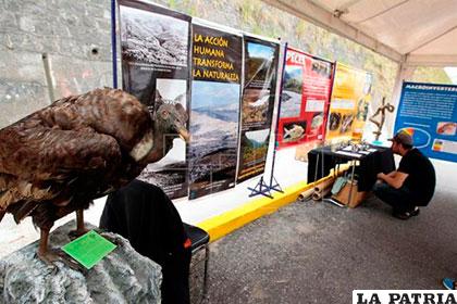 Un hombre observa piezas del Museo de Ciencias Naturales en una calle del Norte de Quito
