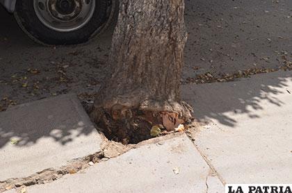 Muchos árboles de la ciudad están debilitados por la poda de raíces.