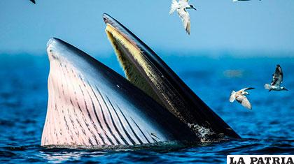 Las ballenas barbadas miden unos 30 metros de longitud, lo que los convierte en los animales más 
grandes del planeta